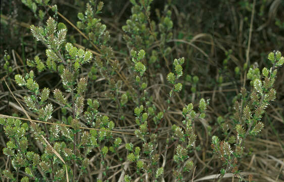 Image of Salix repens subsp. repens