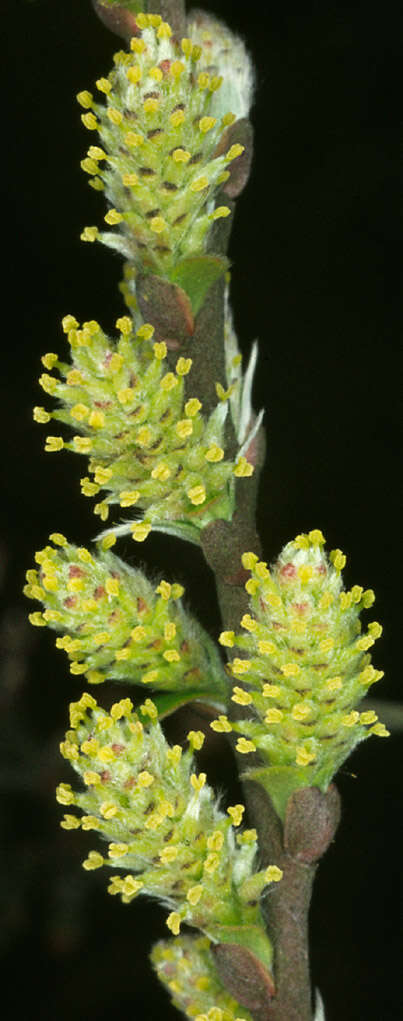 Image of Salix repens subsp. repens