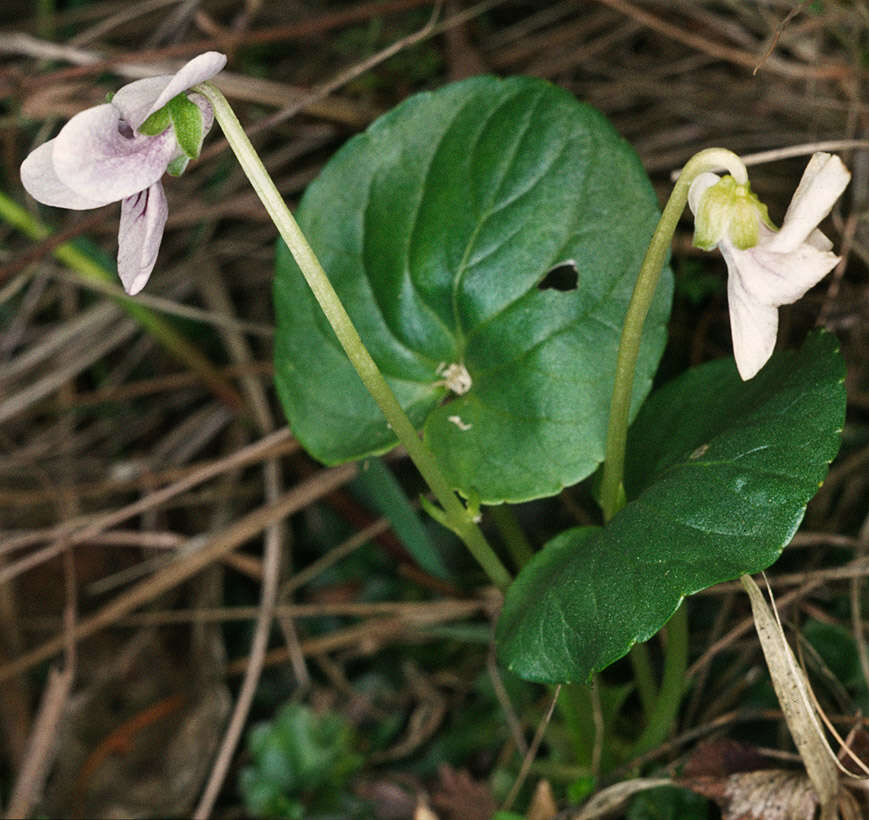 Plancia ëd Viola palustris L.