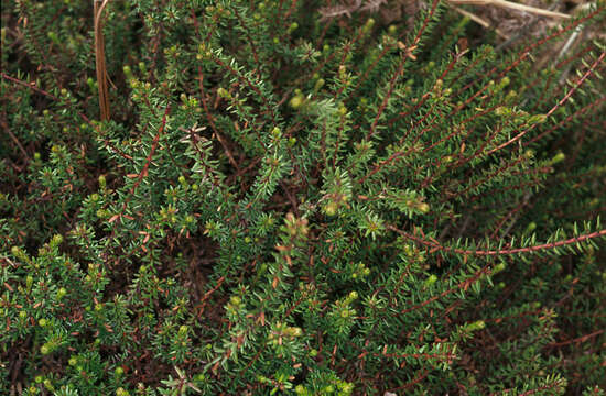 Image of black crowberry