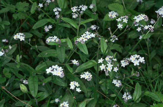 Image of wood forget-me-not