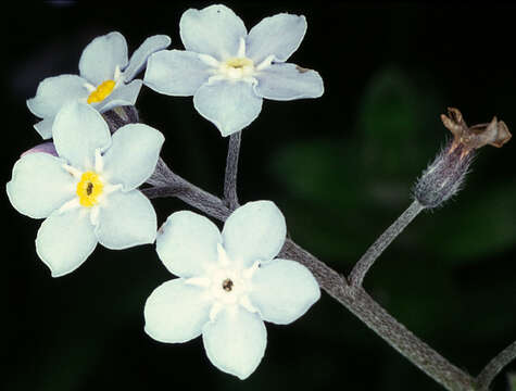 Image of wood forget-me-not