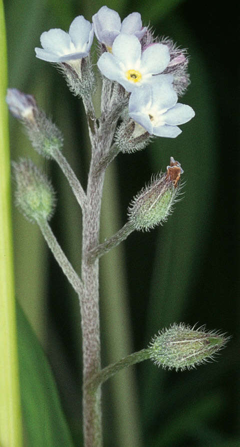 野勿忘草的圖片