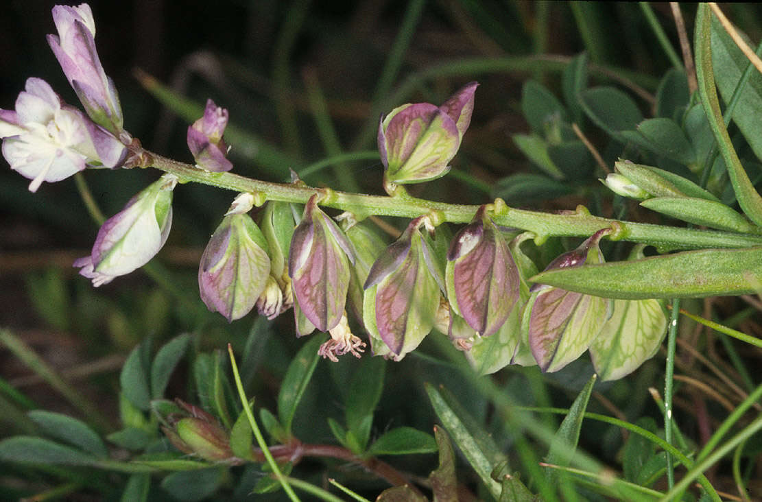 Plancia ëd Polygala vulgaris L.