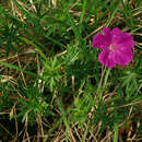 Sivun <i>Geranium <i>sanguineum</i></i> var. sanguineum kuva