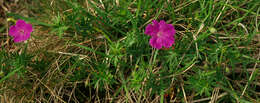 Image of <i>Geranium <i>sanguineum</i></i> var. sanguineum