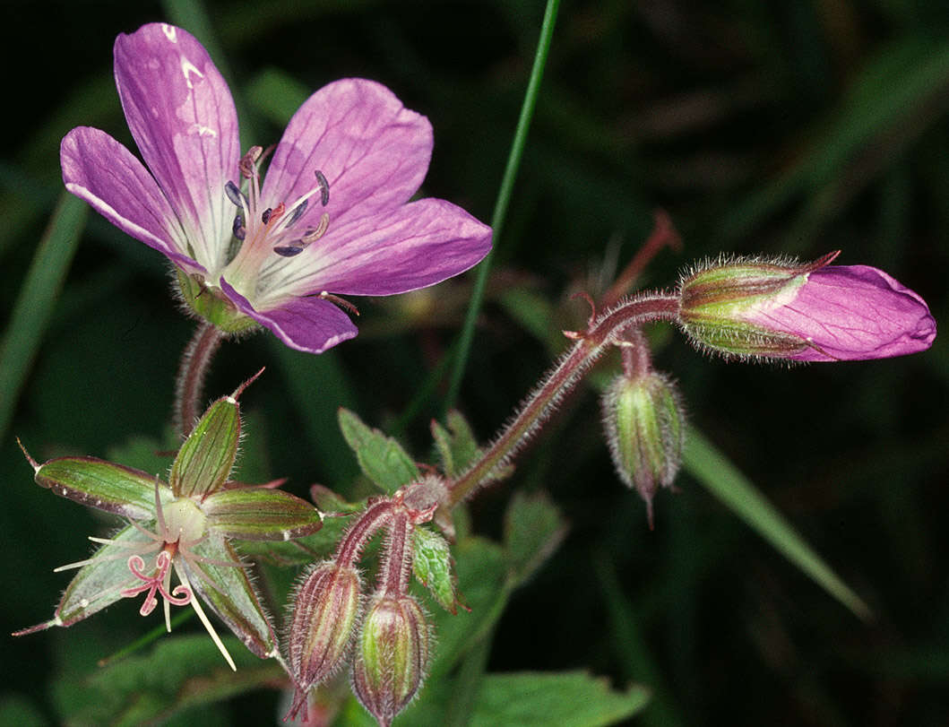 Imagem de Geranium sylvaticum L.