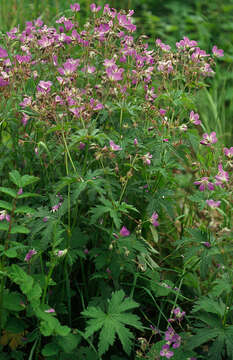 Image of Wood Crane's-bill