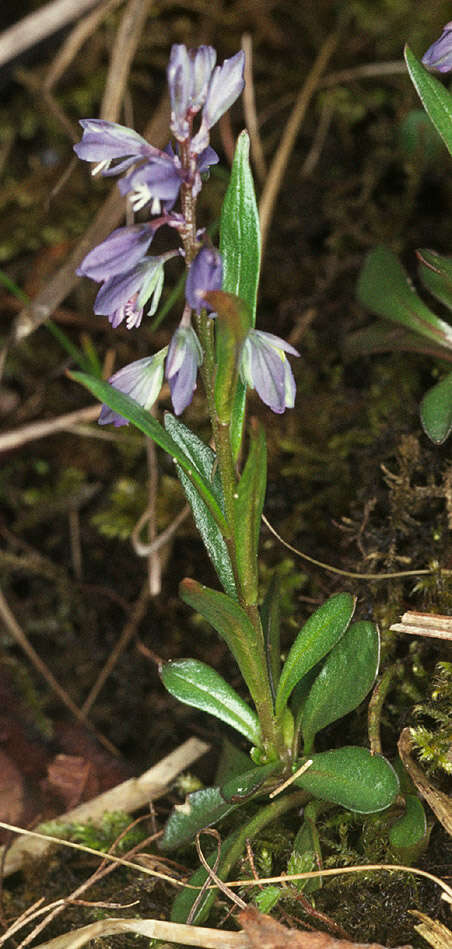 Plancia ëd Polygala amarella Crantz