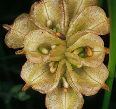 Imagem de Caltha palustris L.