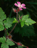 Image of <i>Geranium <i>robertianum</i></i> subsp. robertianum