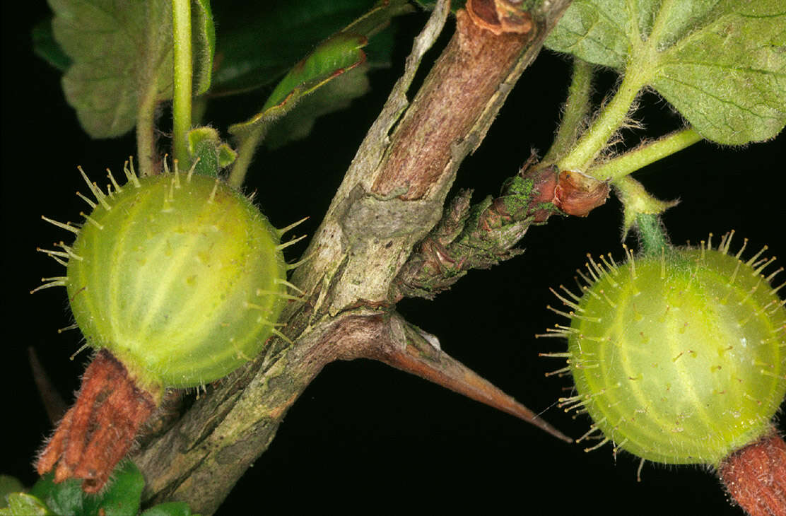 Image of European gooseberry