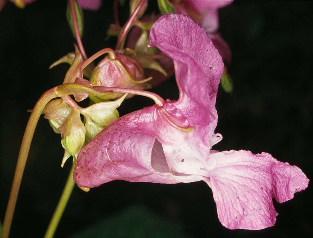 Image of Himalayan balsam