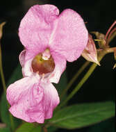 Image of Himalayan balsam