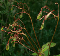 Image of Himalayan balsam