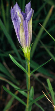 Image of marsh gentian