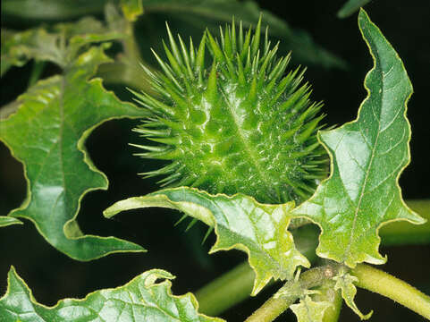 Image of Thorn-apple