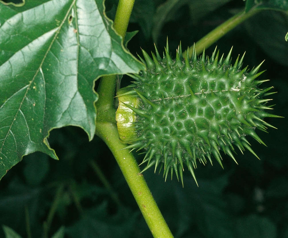 Image of Thorn-apple