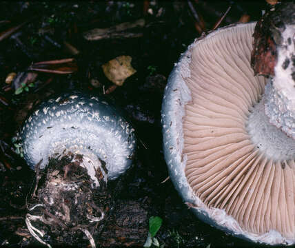 Image of Stropharia aeruginosa (Curtis) Quél. 1872