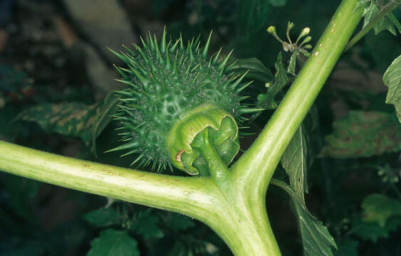 Image of Thorn-apple