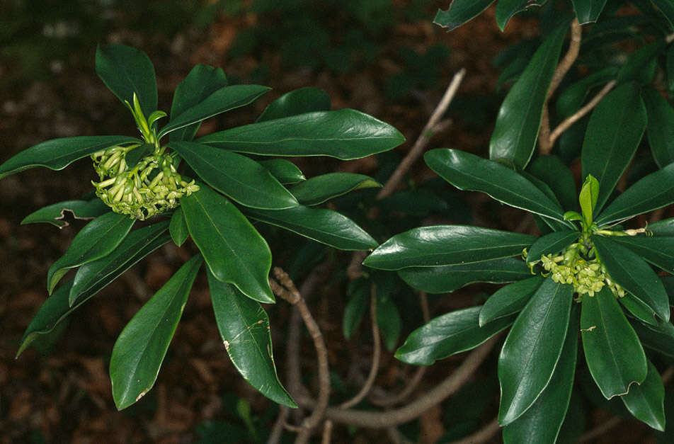 Imagem de Daphne laureola L.