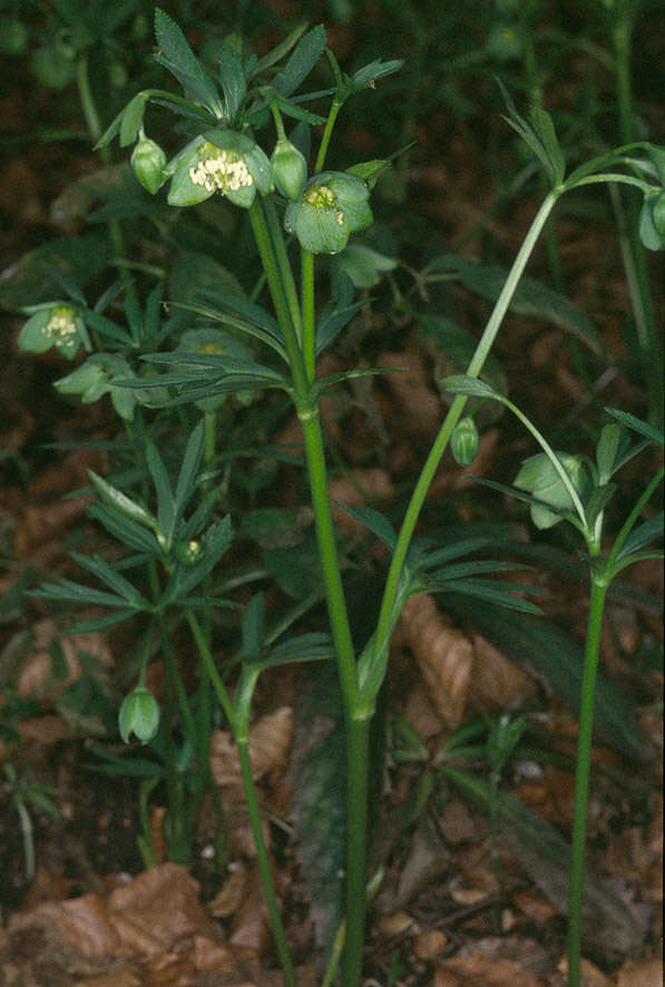 Image de Hellébore vert