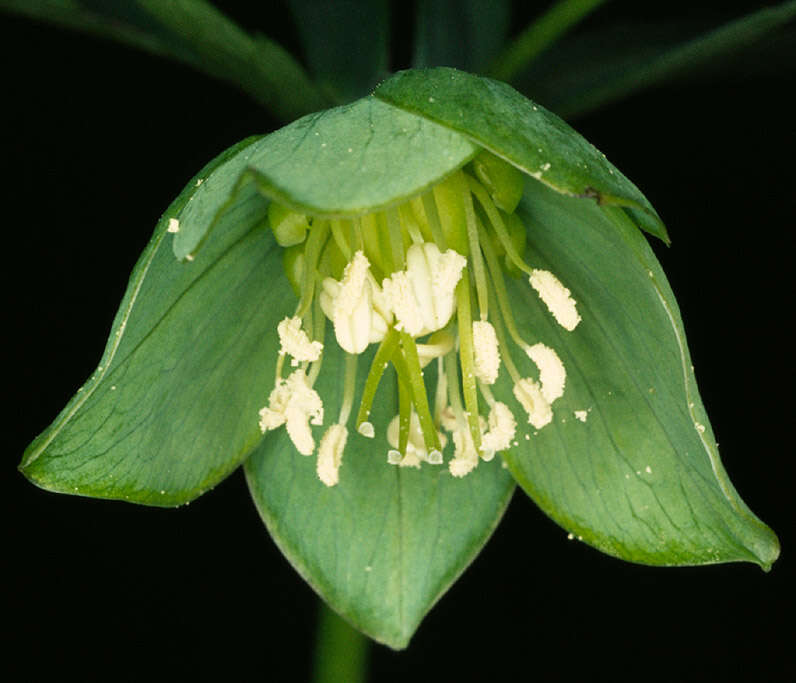 Image de Hellébore vert