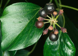 Image of Hedera helix f. helix