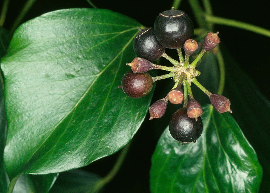 Image of Hedera helix f. helix