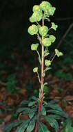 Sivun Euphorbia amygdaloides subsp. amygdaloides kuva