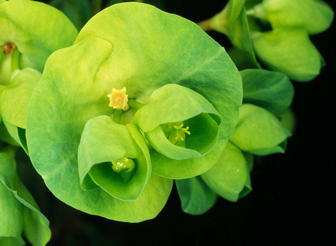 Image of Euphorbia amygdaloides subsp. amygdaloides