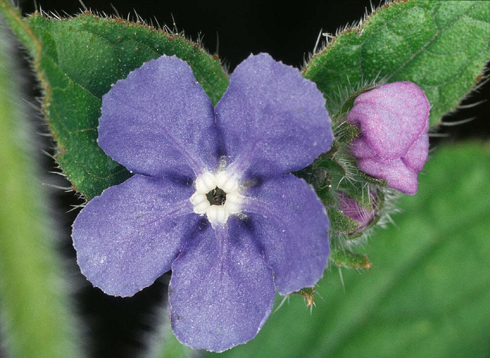 Image of pentaglottis