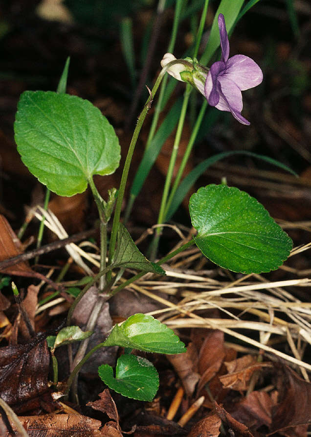 Image of common dog-violet