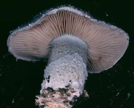 Image of Stropharia aeruginosa (Curtis) Quél. 1872