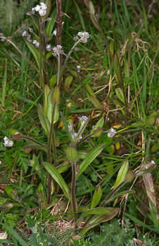 Image of field forget-me-not