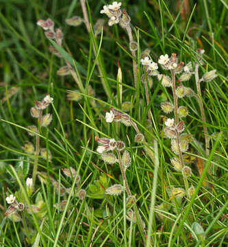 Image of Early Forget-me-not