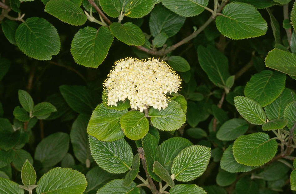 Image of Wayfaring-tree