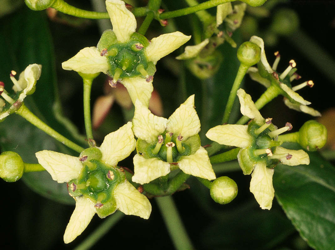 Image of Common spindle tree