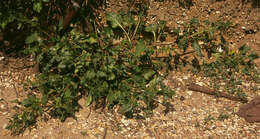 Image of sea beet