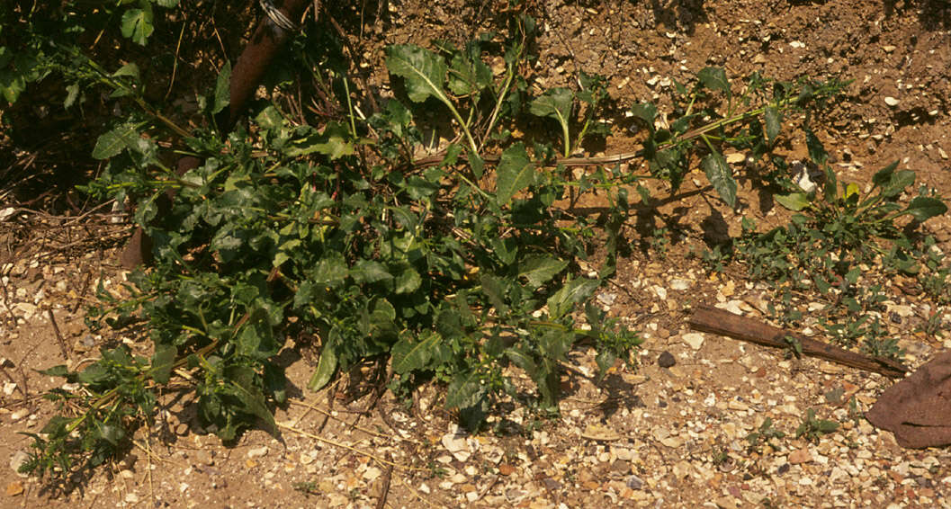 Image of sea beet