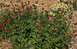 Image of Red Valerian