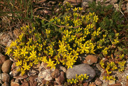 Image of Biting Stonecrop