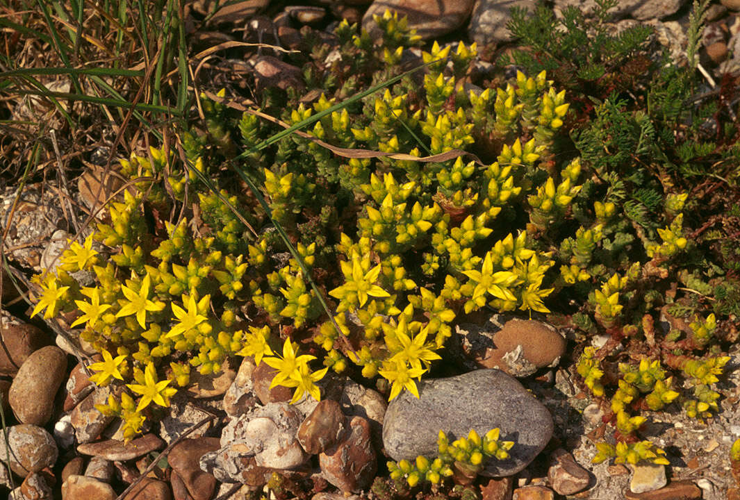 Image of Biting Stonecrop