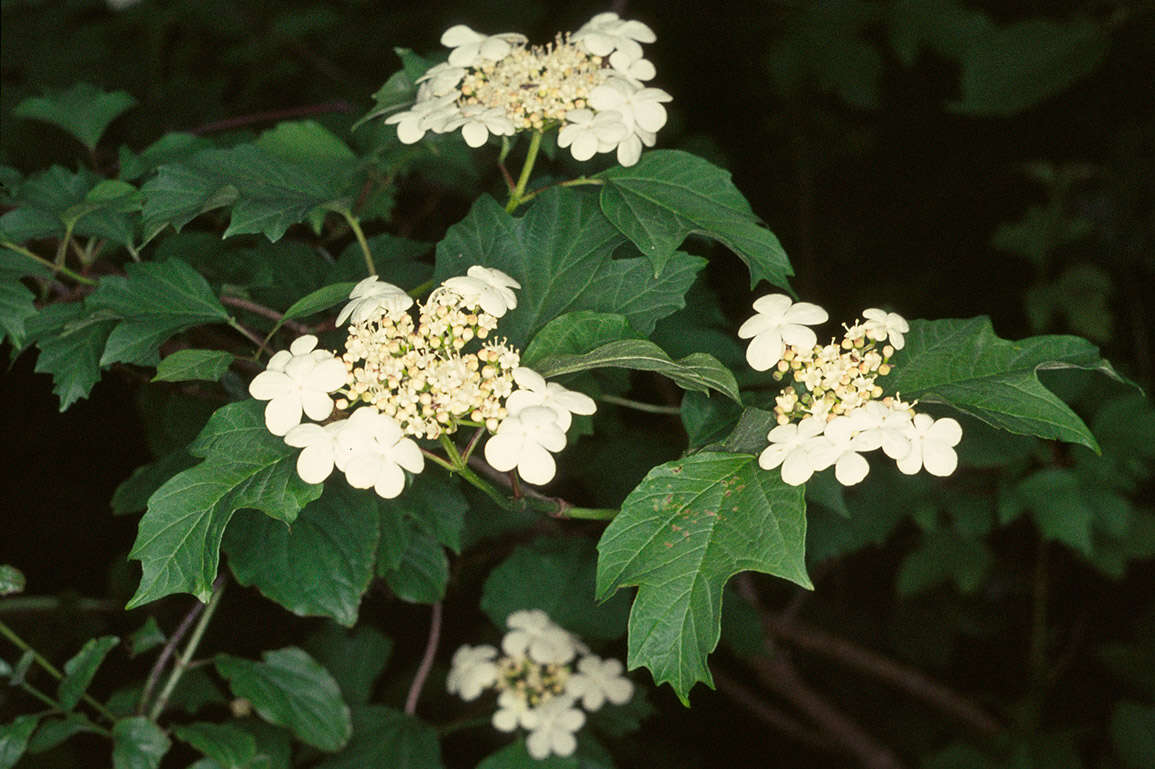 Image of Cranberry-tree