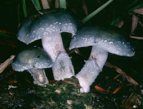 Image of Stropharia aeruginosa (Curtis) Quél. 1872