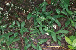 Image of changing forget-me-not