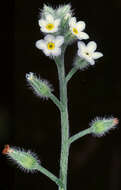 Image of changing forget-me-not