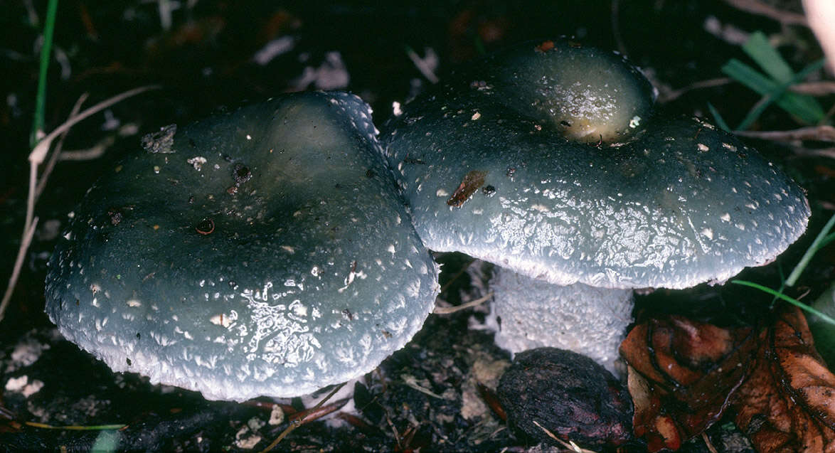 Image de Strophaire vert-de-gris