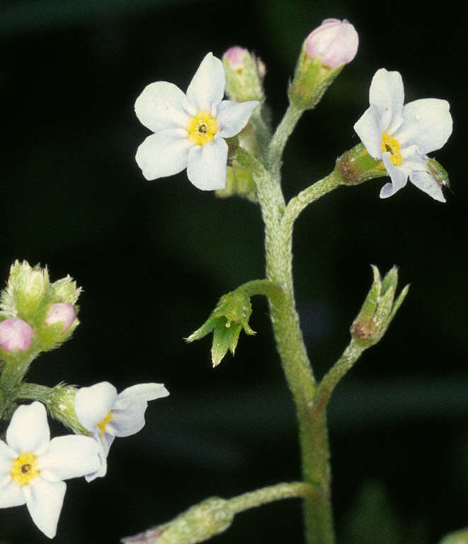 Слика од Myosotis secunda A. Murray