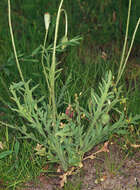 Image of Long-headed Poppy